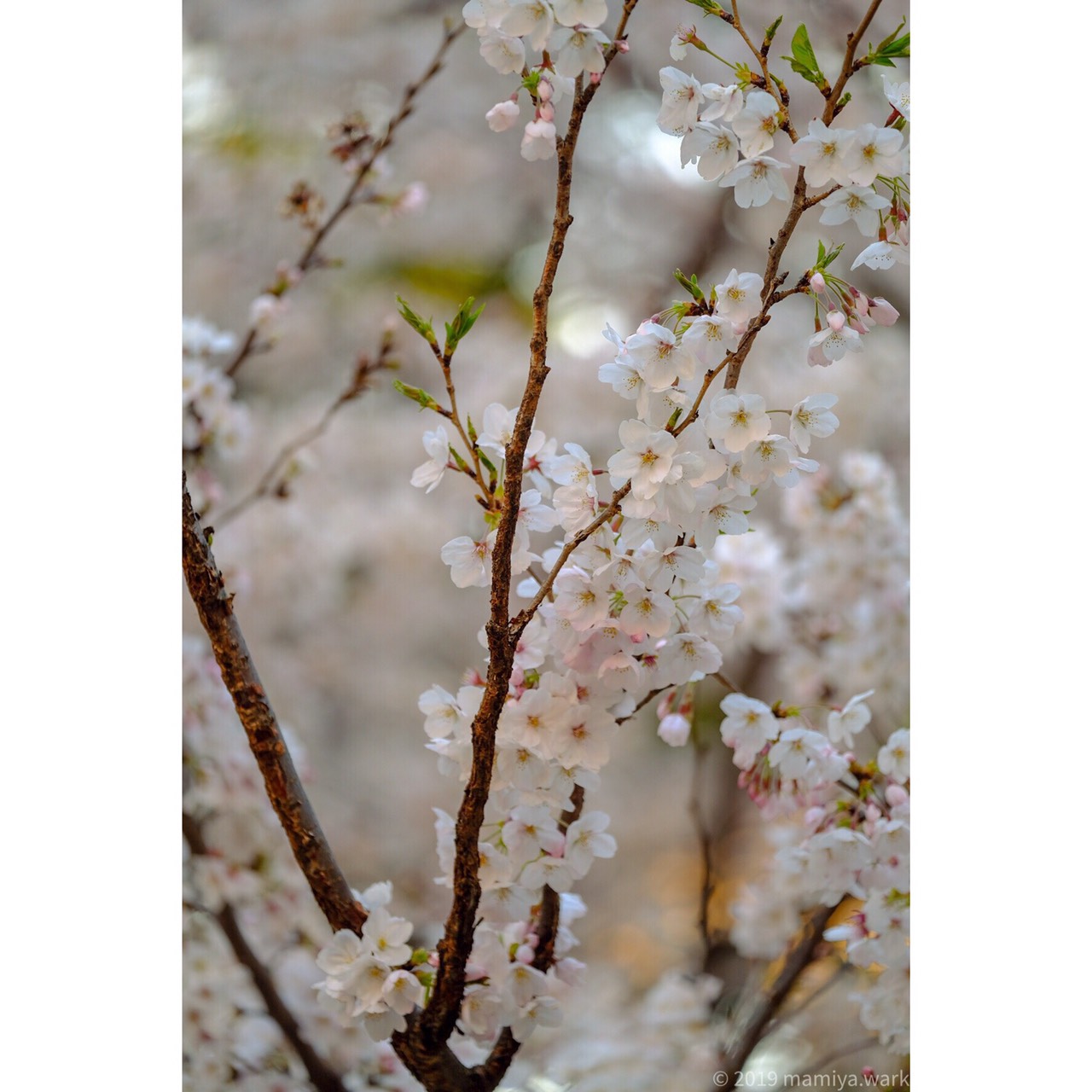 上野公園桜3
